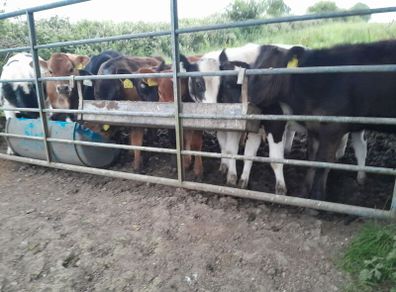 10 weanling heifers