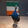 taxidermy peacock Image 2