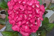 Hydrangea