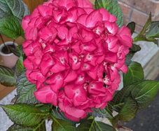 Hydrangea