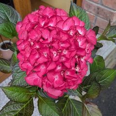 Hydrangea