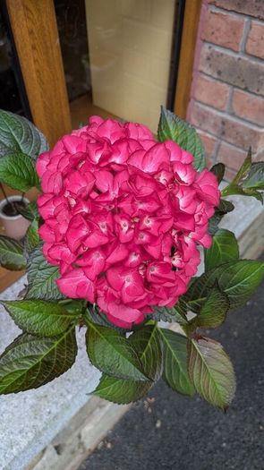 Hydrangea