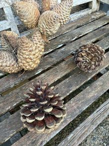Very large Pine Cones
