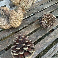 Very large Pine Cones