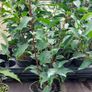 Portuguese Laurel Image 10