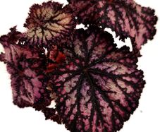 Begonia
