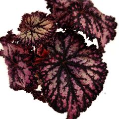 Begonia