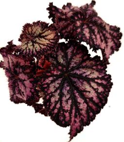 Begonia