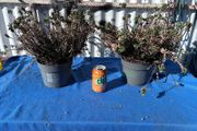 2 winter heather plants