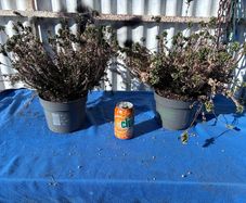 2 winter heather plants