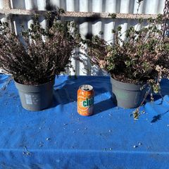 2 winter heather plants