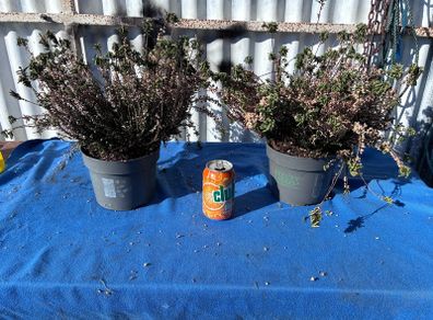 2 winter heather plants