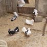 pigeons Image 8