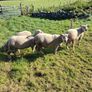 Last few quality charlollais hoggets left Image 4
