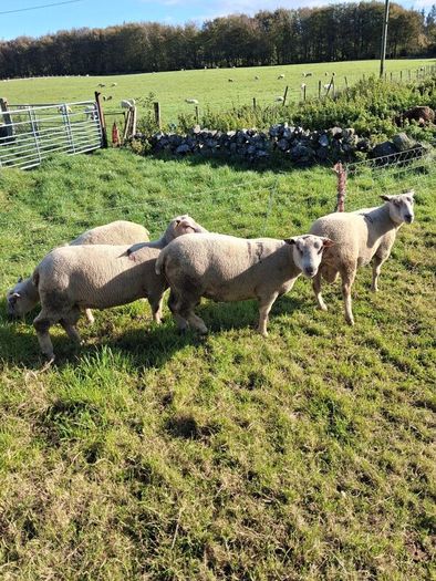 Last few quality charlollais hoggets left