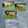 Livestock Image 4