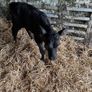 Aberdeen Angus Bull Calf Image 3