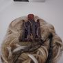 Curly Palm New Image 4