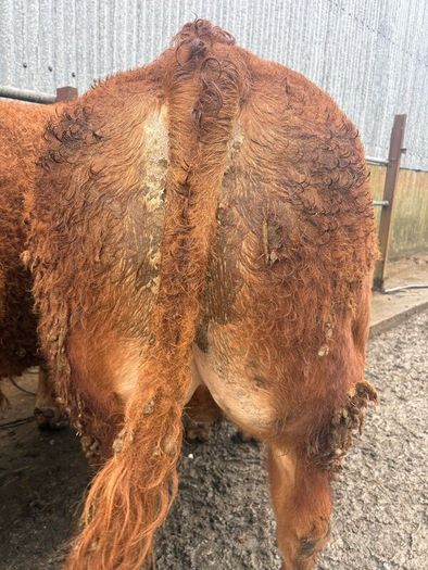 1 Pedigree limousin bull