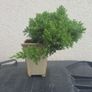 Bonsai Juniperus Image 4