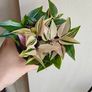 Tradescantia mundula Lisa - rooting plant Image 4