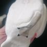 Pair of 1930s Czechoslovakian Swans Image 9