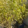 Bamboo Image 3