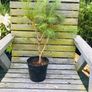 Scots Pine Image 2