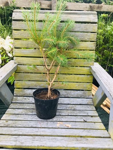 Scots Pine