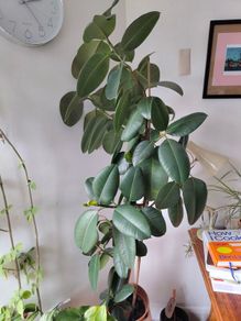 plant