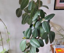 plant
