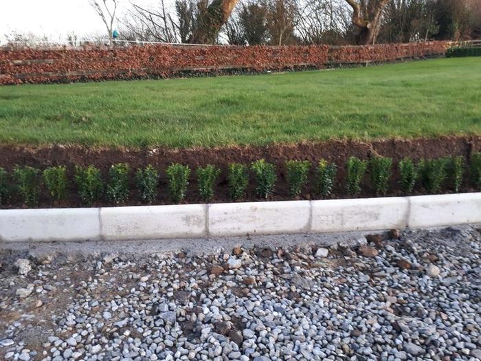 Box Hedging