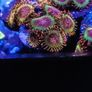 Spekled Krakatoa Zoa Image 4