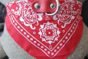 Beautiful Dog Collar