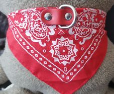 Beautiful Dog Collar