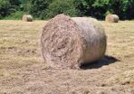 hay