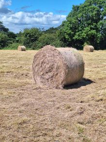 hay