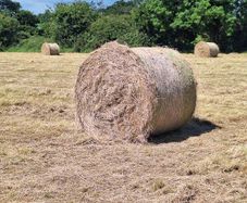 hay