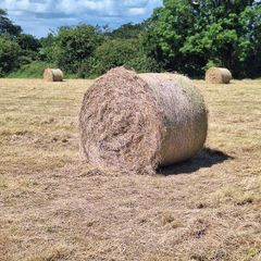 hay