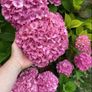 Hydrangea Image 3
