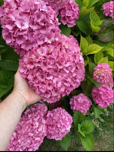 Hydrangea