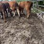 Cattle Image 10