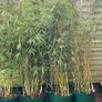4 Evergreen Bamboo plants in pots. Image 3