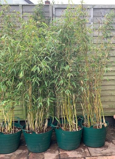 4 Evergreen Bamboo plants in pots.