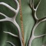 Deer Antlers (30" high) Image 10