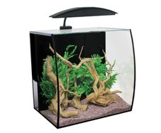 aquaone Arc 46L aquarium/ fish tank