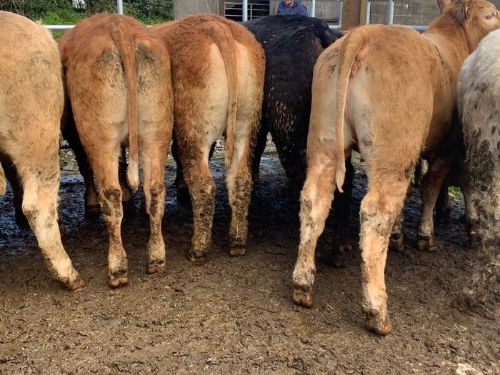 16 store heifers 390kg