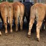 16 store heifers 390kg Image 4