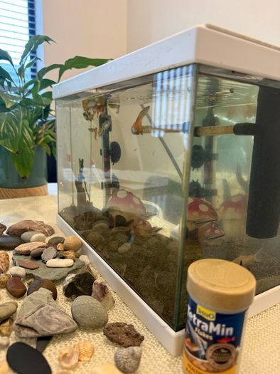 Fish tank with fish