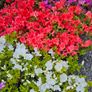 Azalea Evergreen Plants Image 3
